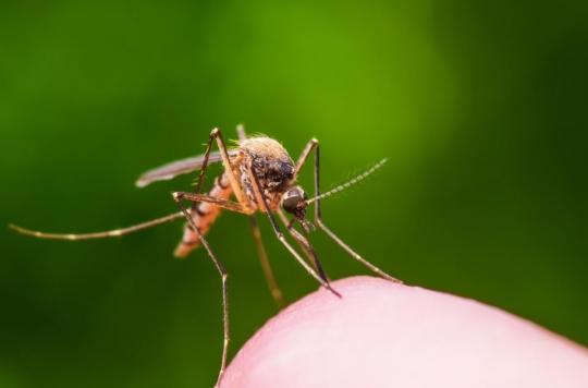 Entre le soleil et la pluie, la météo actuelle propice au développement des moustiques !